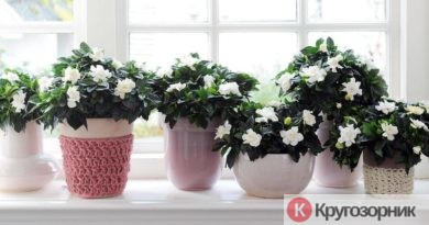 vybiraem komnatnye rasteniya 390x205 - Выбираем комнатные растения. Как выбрать цветы в квартиру?